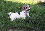 08 Chico (Parson Russel Terrier)