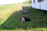 Annie-und-Beagle-Lara