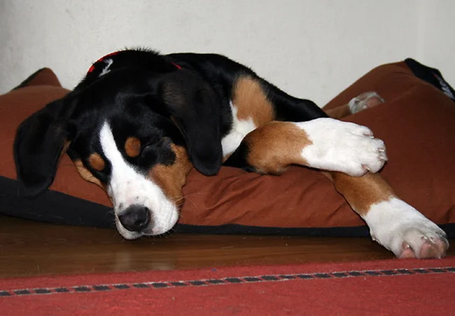 Annie – Großer Schweizer Sennenhund