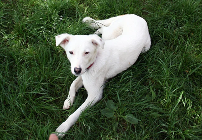 Snow – Straßenhund aus Rumänien